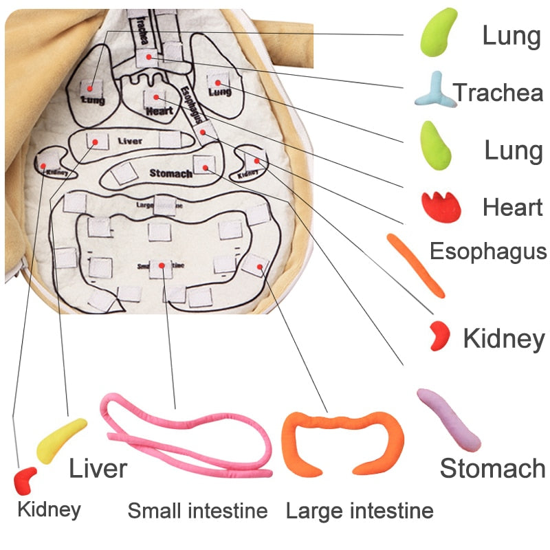 Human Anatomy Toddler/Kids Educational Montessori Organ Assemble Soft toy