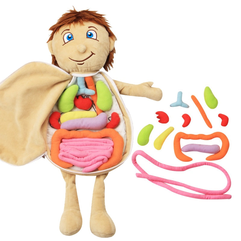 Human Anatomy Toddler/Kids Educational Montessori Organ Assemble Soft toy