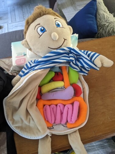 Human Anatomy Toddler/Kids Educational Montessori Organ Assemble Soft toy