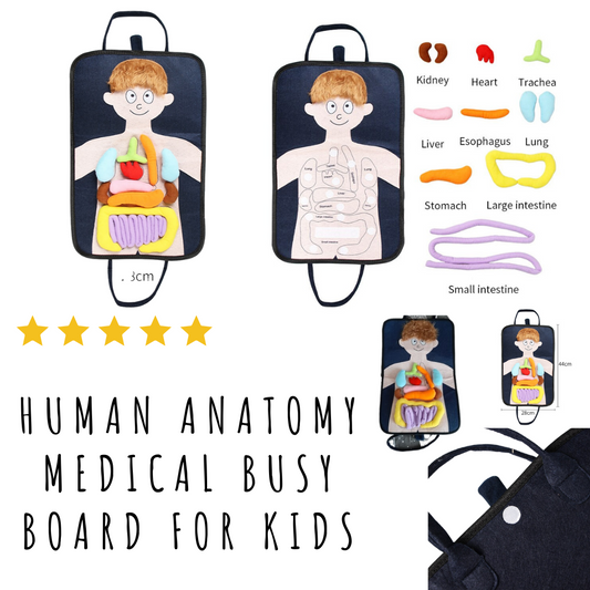Human Anatomy Medical Busy Board for kids